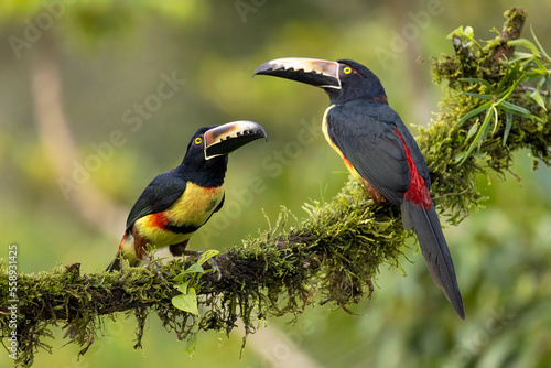 Fotografiet Collared Aracari pair taken in central Costa Rica