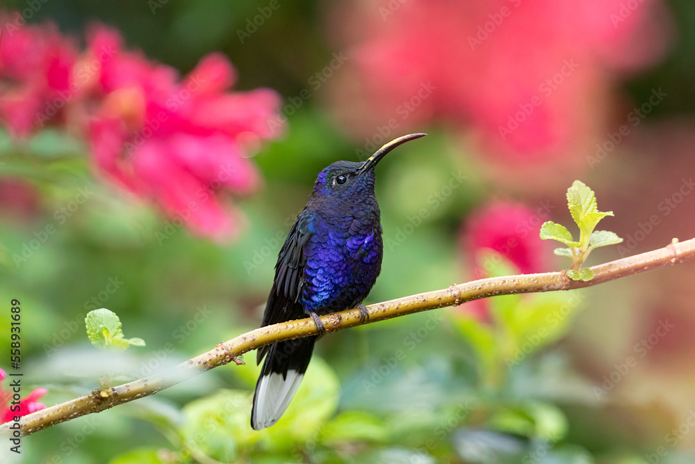 Fototapeta premium Violet Sabrewing male taken in central Costa Rica