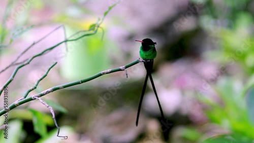 A Doctor Bird or Wimpelschwanz (Trochilus polytmus), Hummingbird, National Bird of Jamaica, Middle America photo