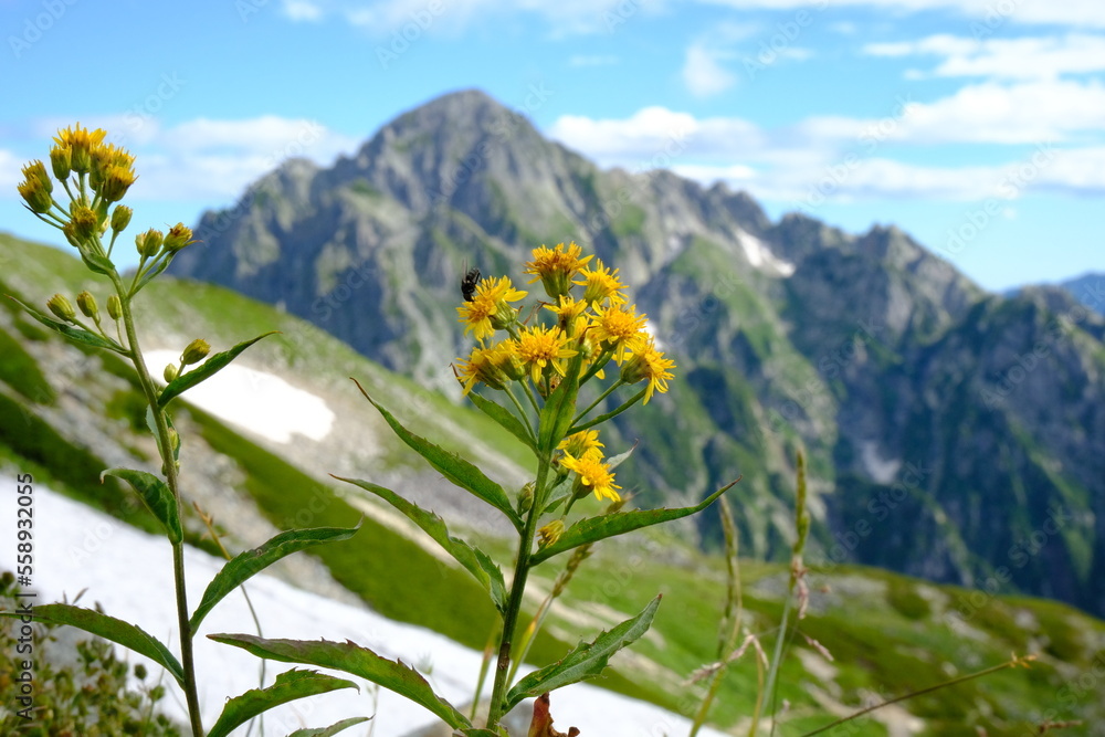 Obraz premium 夏の立山に咲く高山植物の黄色の花