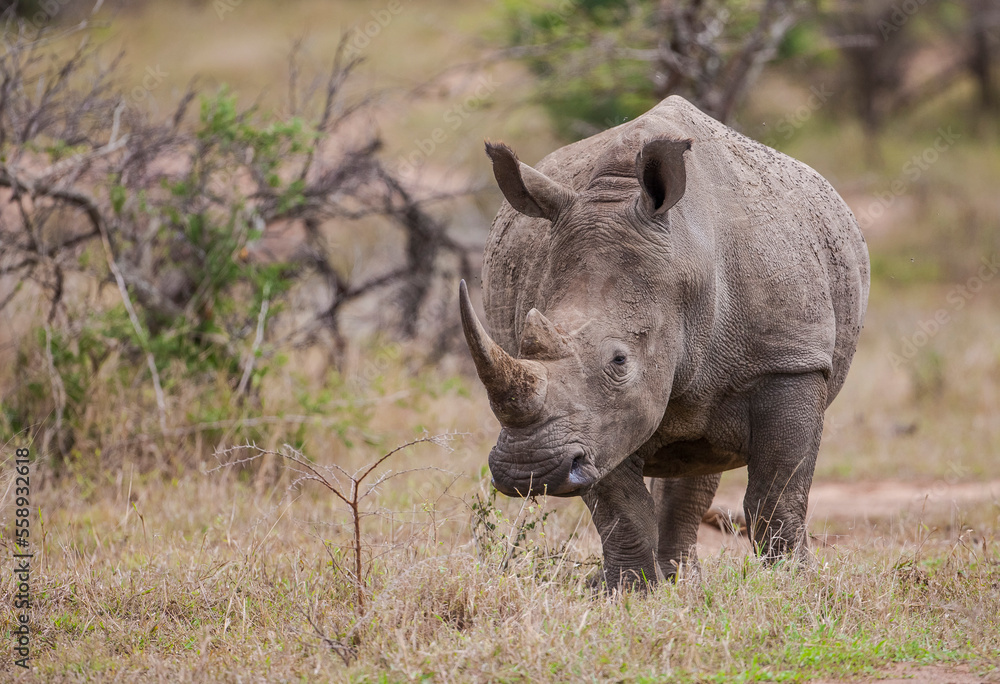 White rhinos (Ceratotherium simum) can be very dangerous when they have puppies with them White rhinos (Ceratotherium simum) can be very dangerous when they have puppies with them