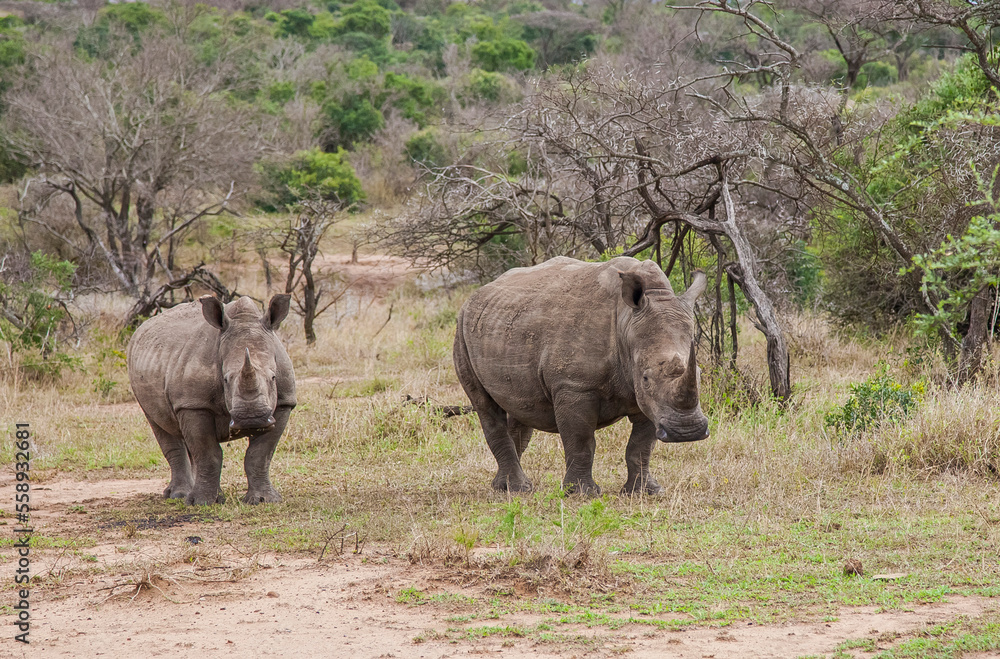 Obraz premium White rhinos (Ceratotherium simum) can be very dangerous when they have puppies with them