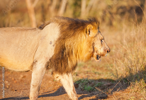 Lion of İmfolozi Park from South Africa