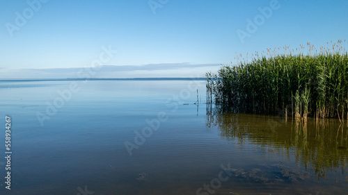 green reed lake reflection