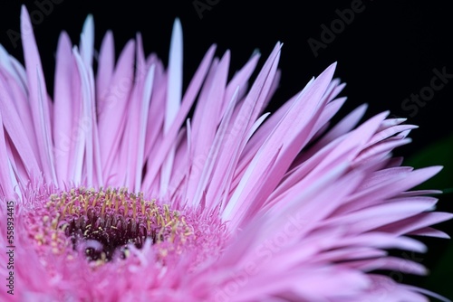 beautiful purple flower on a black background