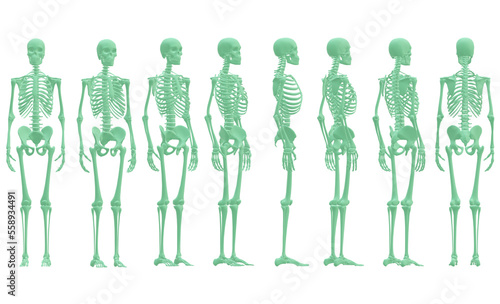 skull, human skeleton