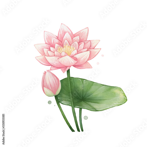 Lotus Flower Watercolor Isolated