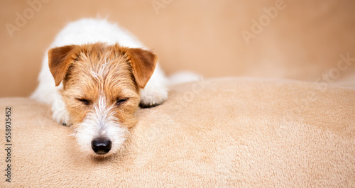 Cute lazy jack russell terrier sleeping, resting on the sofa at home. Healthy old dog banner.