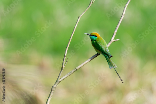 A green bee-eater