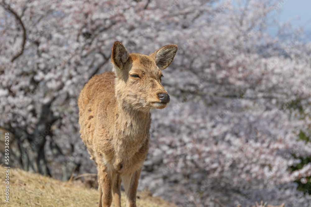Naklejka premium 鹿と桜