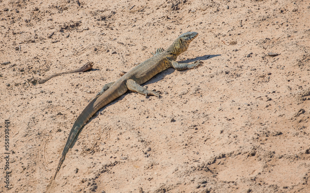 Rock monitor lizard (Varanus albigularis) is a lizard unique to East and South Africa. Rock monitor lizard (Varanus albigularis) is a lizard unique to East and South Africa.