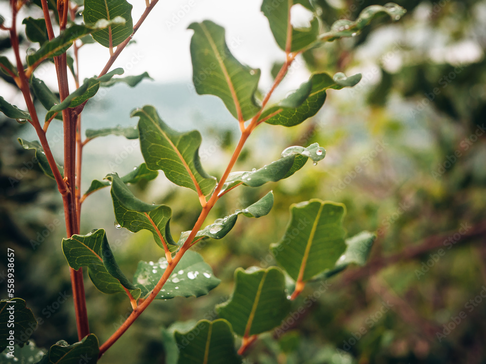 Fototapeta premium Close up photo of a plant branch with little water droplets on leaves in a dramatic view