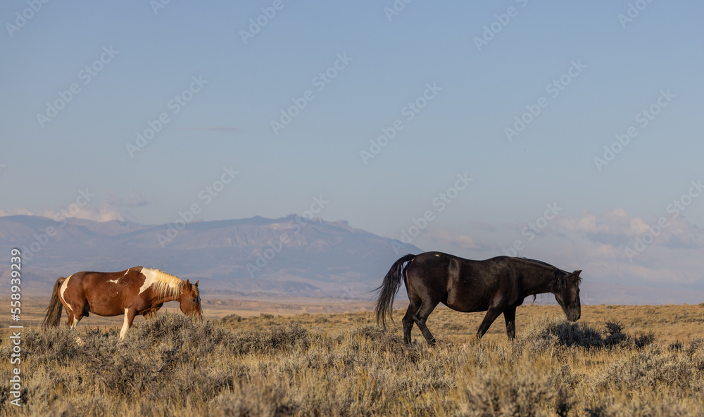 Wild Horses in Autumn in the Wyoming Desert Wild Horses in Autumn in the Wyoming Desert