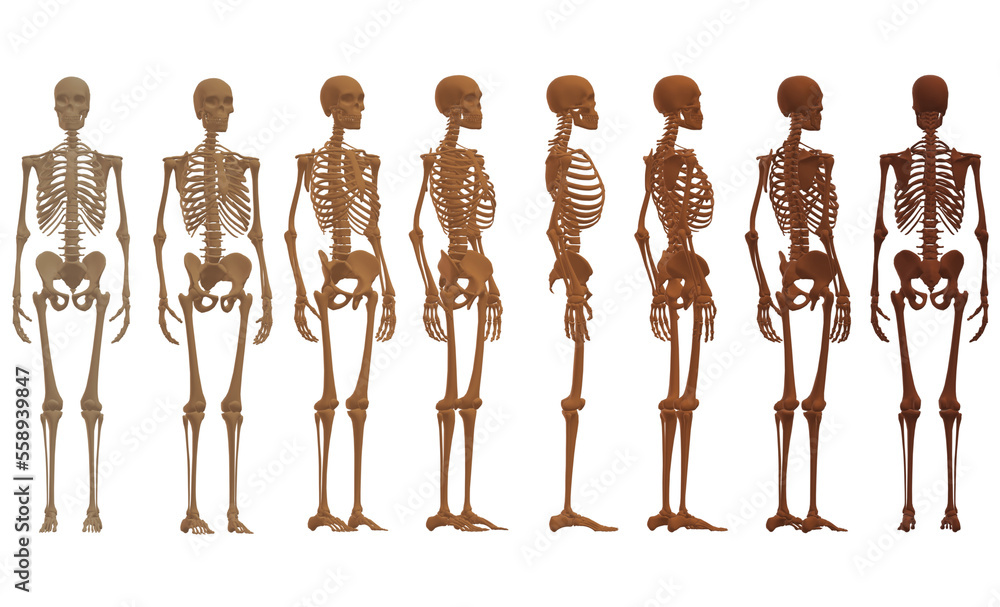 skull, human skeleton skull, human skeleton