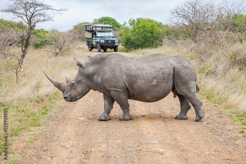 A large number of white rhinos   Ceratotherium simum   live in the Hluhluwe - Impolozi National Park in South Africa.