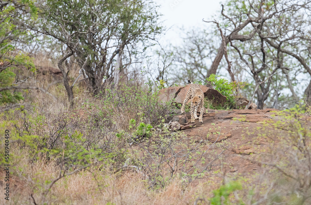 Cheetah (Acinonyx jubatus) is one of the most important parts of safari in Africa Cheetah (Acinonyx jubatus) is one of the most important parts of safari in Africa