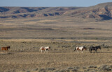 Wild Horses in Autumn in the Wyoming Desert