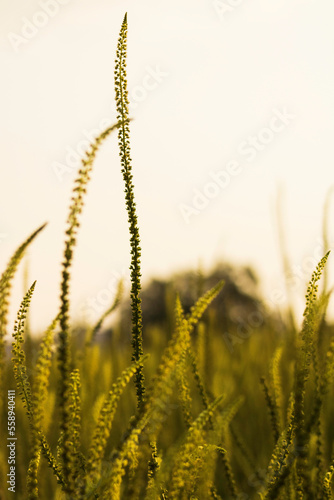 Country Side