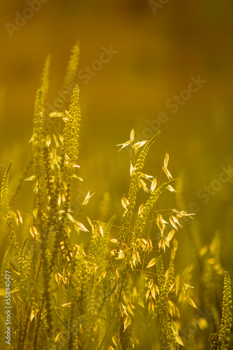 Country Side