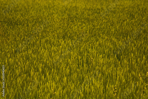 Country Side