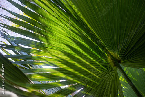 Mostly blurred fan palm tree leaves background with blue sky. Fan-like foliage