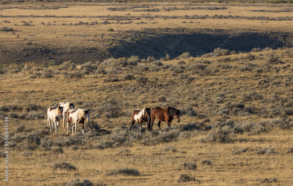 Wild Horses in Autumn in the Wyoming Desert Wild Horses in Autumn in the Wyoming Desert