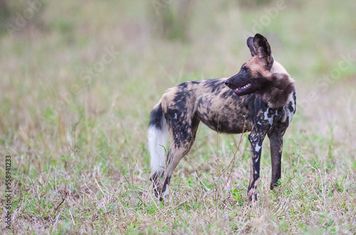 African wild dogs begin to eat their prey without killing it. they are under protection