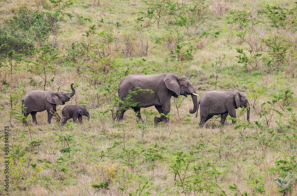 The African elephant (Loxodonta )is the Loxodonta genus, two species of endangered species. Together with the Asian elephant, it is one of the two genera of the Elephantidae family. The African elephant (Loxodonta )is the Loxodonta genus, two species of endangered species. Together with the Asian elephant, it is one of the two genera of the Elephantidae family.