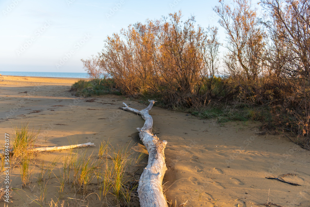 Bibione