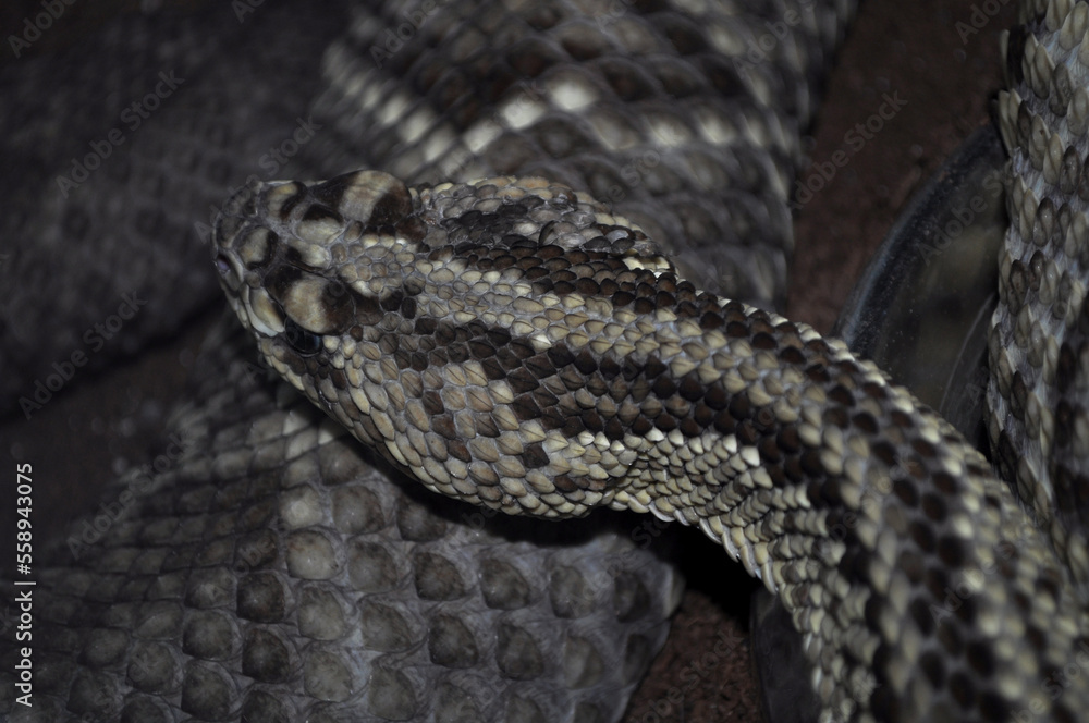 Fototapeta premium Tropical rattlesnake (Crotalus durissus)
