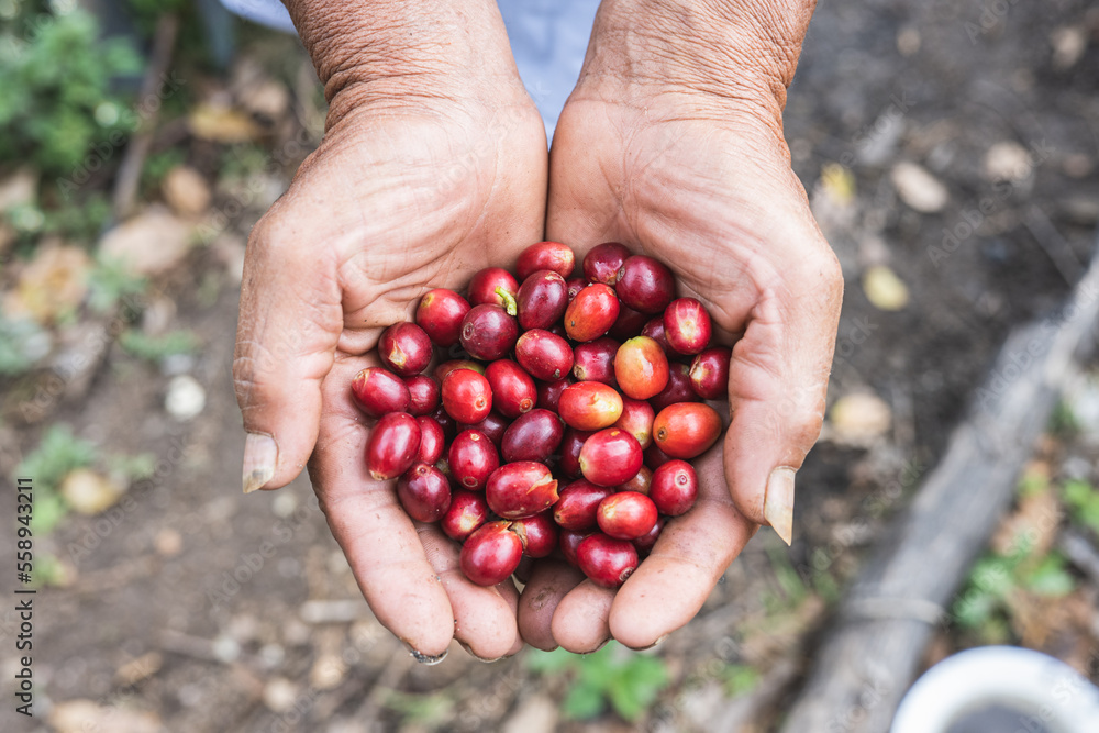 organic arabica coffee harvest farmer hand in farm. harvesting Robusta and arabica coffee berries by agriculturist hands organic arabica coffee harvest farmer hand in farm. harvesting Robusta and arabica coffee berries by agriculturist hands