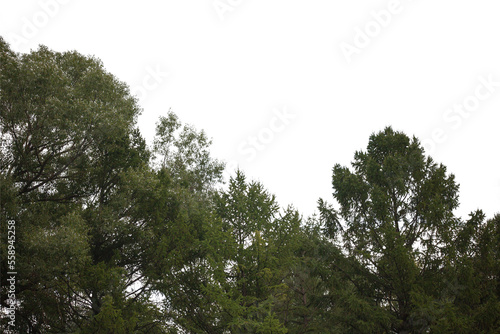 Green trees isolated on a white background. Forest and foliage in summer. A row of trees and shrubs.