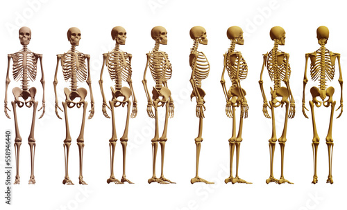 skull, human skeleton