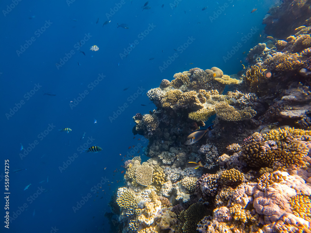 Fototapeta premium Beautiful underwater world. Coral reef. Rays of light underwater. Colorful underwater landscape. Fish in the Red Sea. Colorful nature.