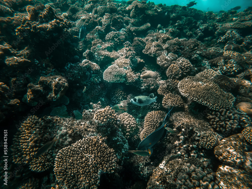 Beautiful underwater world. Coral reef. Rays of light underwater. Colorful underwater landscape. Fish in the Red Sea. Colorful nature. Beautiful underwater world. Coral reef. Rays of light underwater. Colorful underwater landscape. Fish in the Red Sea. Colorful nature.