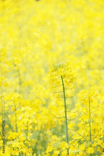 菜の花