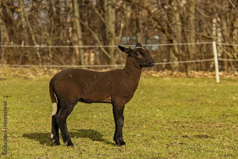 Naklejka premium Black lamb on a meadow