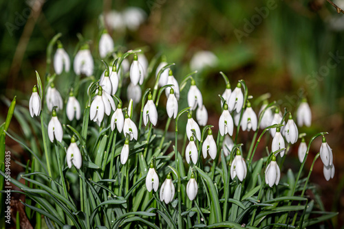 Pretty galanthus flowers  commonly known as snowdrops  in the February sunshine