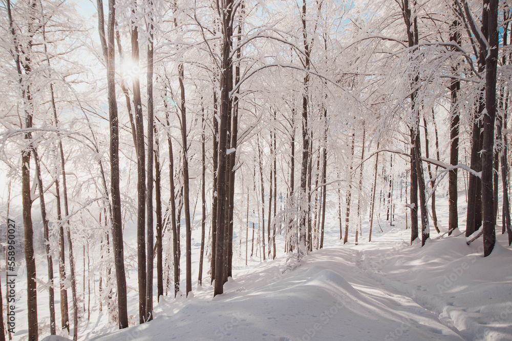 Fairy-tale winter scenery of a snow-covered forest and the morning sunlight shining through the trees and glistening on the pristine snow cover. Beskydy mountains, Czech republic Fairy-tale winter scenery of a snow-covered forest and the morning sunlight shining through the trees and glistening on the pristine snow cover. Beskydy mountains, Czech republic