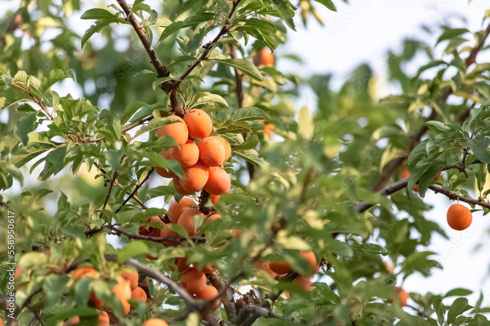 Bunches of ripe orange apricot berries on the branches of a fruit tree in the green foliage on a sunny summer day. Harvesting. Summer season. Gardening.