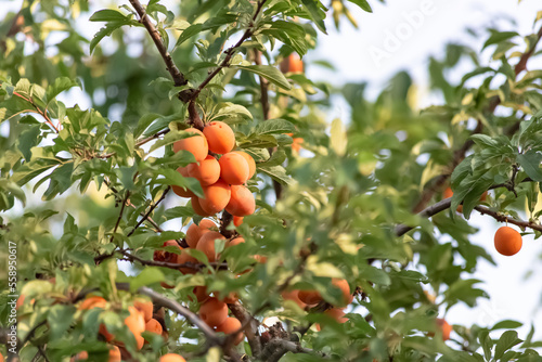 Bunches of ripe orange apricot berries on the branches of a fruit tree in the green foliage on a sunny summer day. Harvesting. Summer season. Gardening.