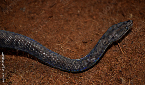 Brown Rainbow Boa (Epicrates maurus)
