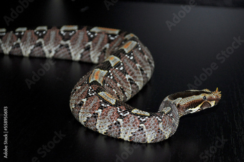 Rhinoceros Viper (Bitis nasicornis)