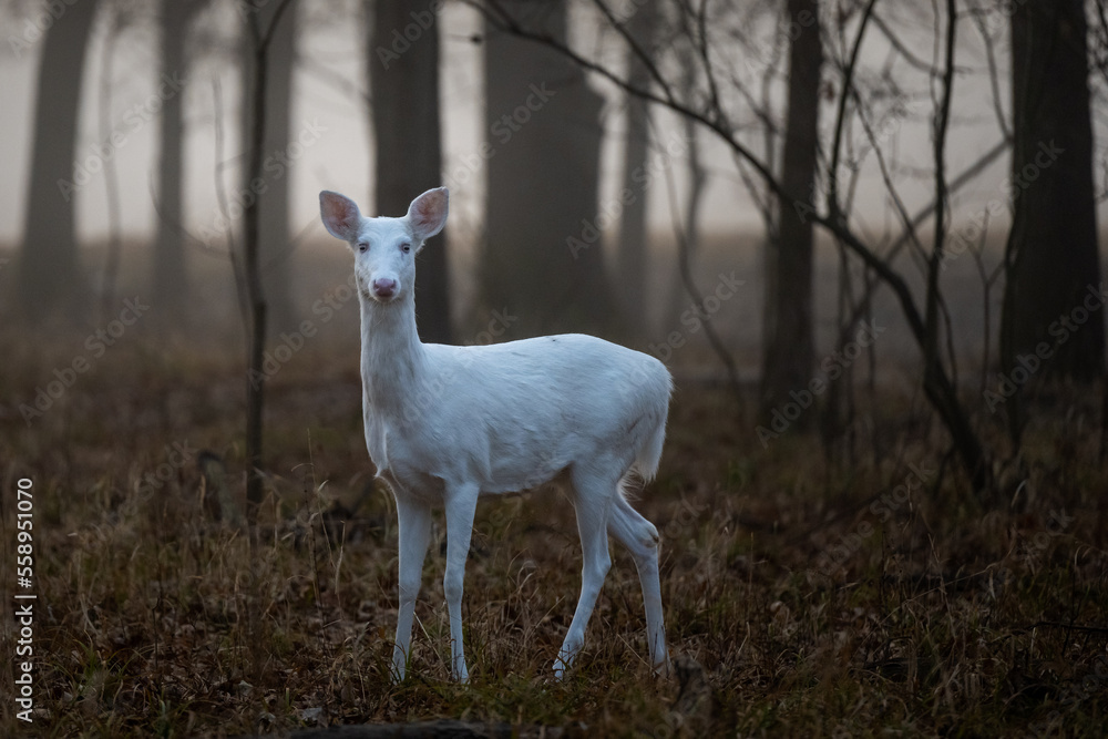 Obraz premium white deer