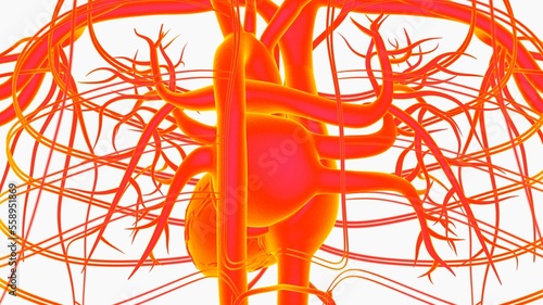 Fototapeta Naklejka Na Ścianę i Meble -  Human heart circulatory system anatomy for medical concept 3D rendering