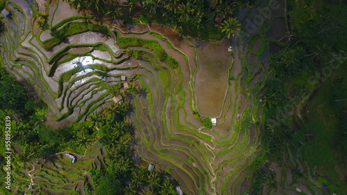 Aerial view of Tegalalang Green Terrace Field in Ubud, Bali