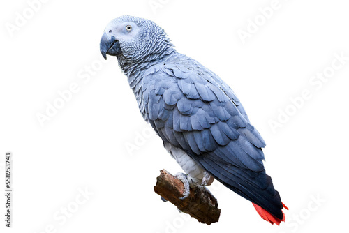 Grey parrot isolated (Psittacus erithacus) Congo African grey parrot
