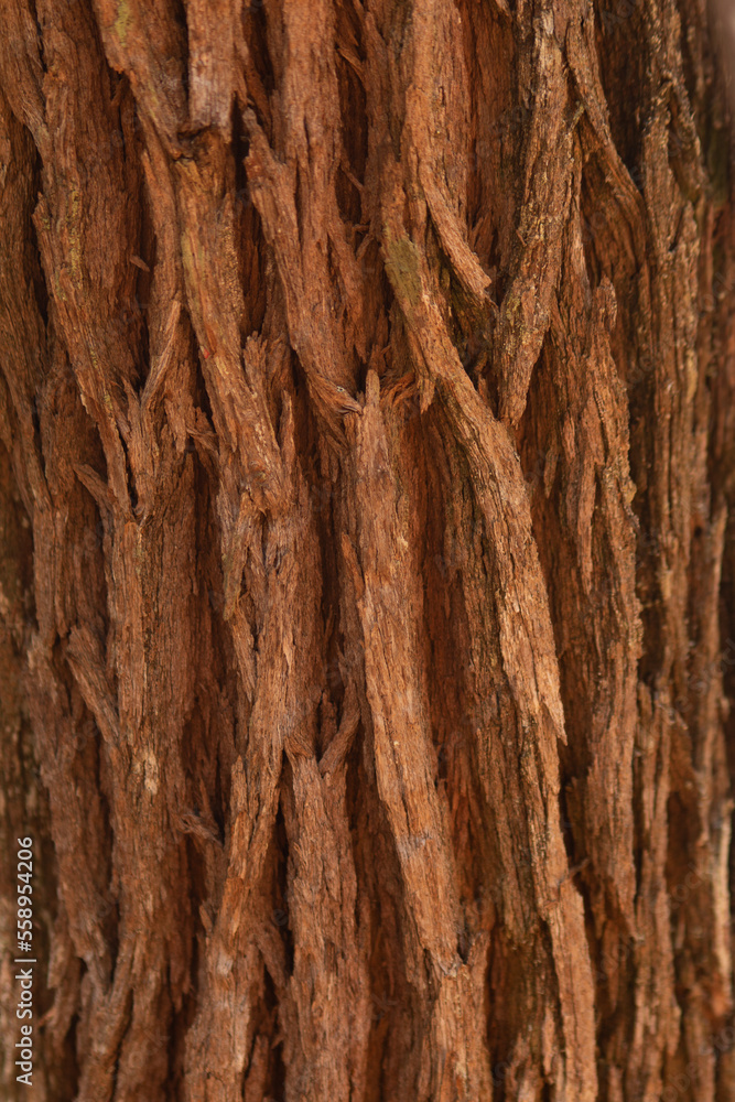 Candeia texture Candeia texture