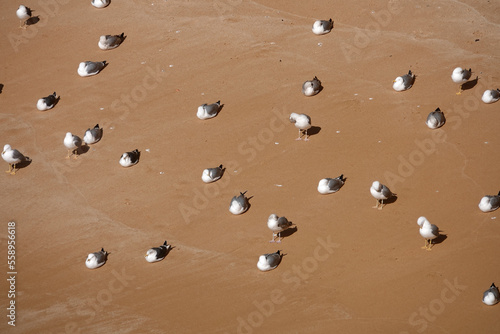 Mittelmeermöwen am Strand