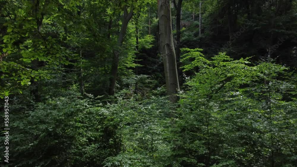 Forest Forest